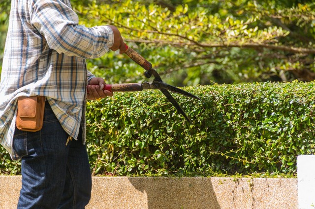 Garden Maintenance St Paul's, Fleet Street, EC4